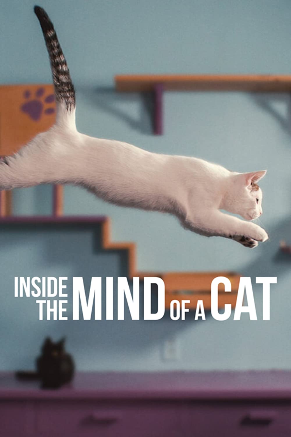 مشاهدة فيلم Inside the Mind of a Cat 2022 مترجم اون لاين
